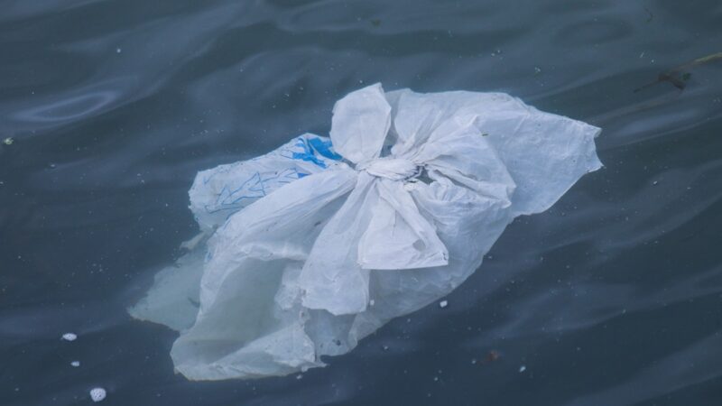 Plastic bag floating in the water