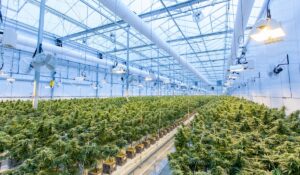 Marijuana Plants in a greenhouse