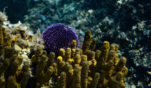 Sea sponges and urchin