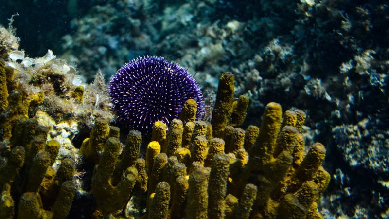 Sea sponges and urchin
