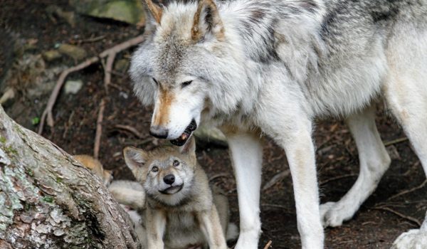 Grey wolf and cub