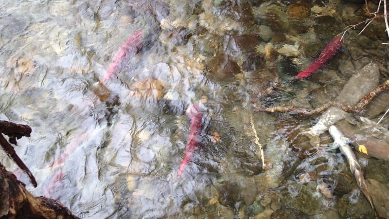 Salmon swimming