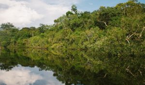 Amazon river and rainforest