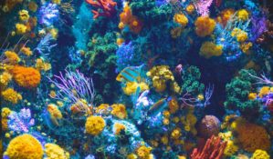 Coral and sea life