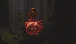 Wilting rose