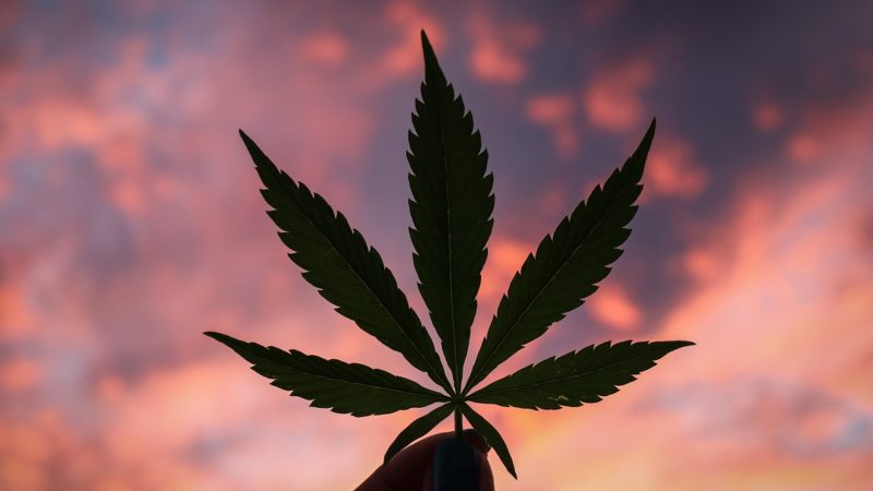 Silhouette of cannabis leaf