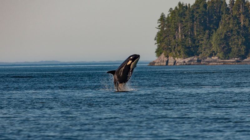 Orca jumping out of the water