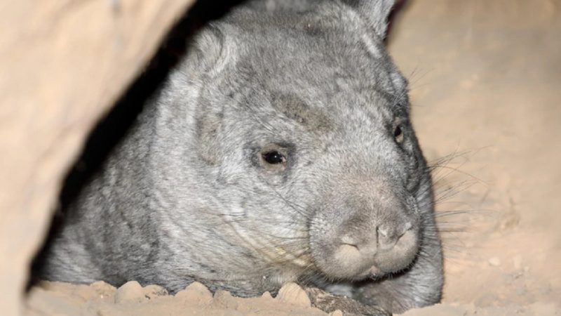 Northern hairy-nosed wombat