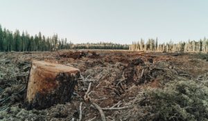 Clear cut forest with stump in foreground