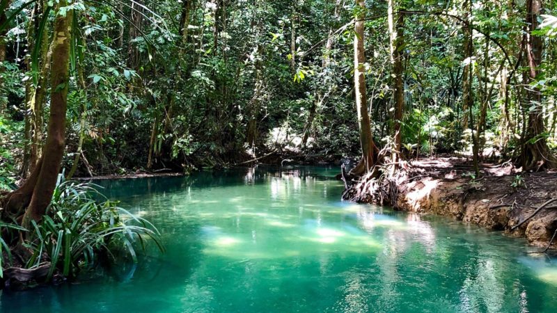 West Papua stream and rainforest