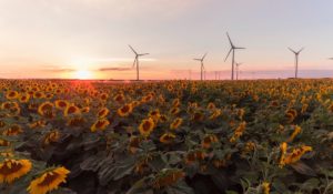 Wind turbines by sunflowers