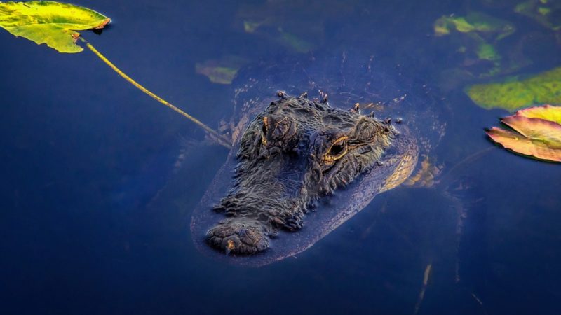 Crocodile in the Everglades