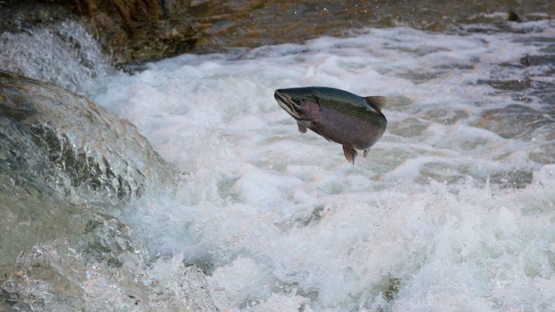 Salmon swimming upstream