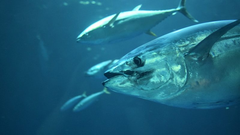Tuna at sea