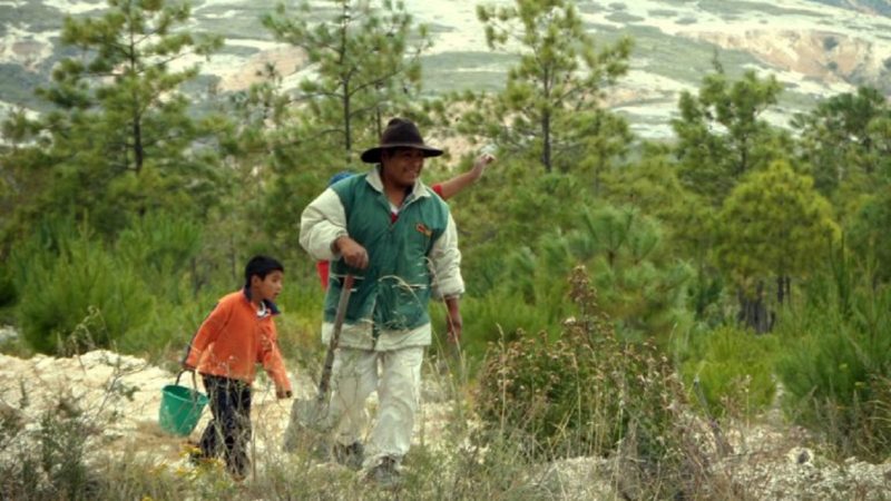 Man and child restoring forest in Oaxaca