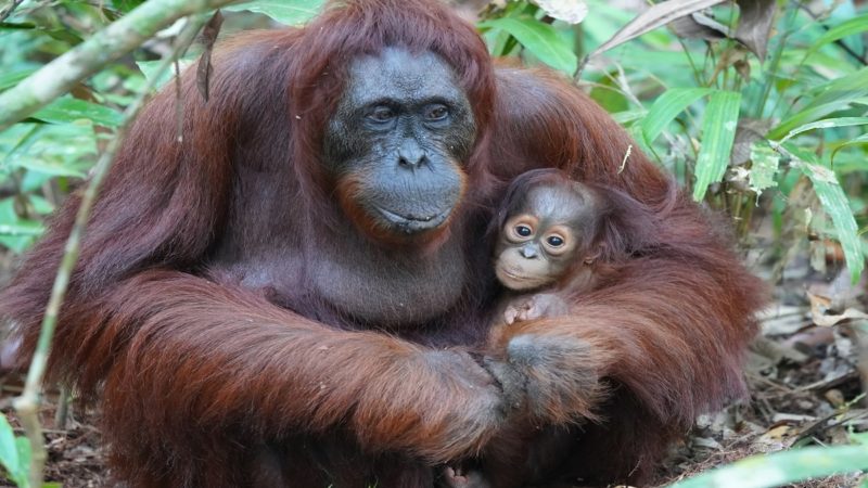 Orangutans sitting in the forest