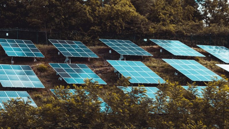 Solar panels amidst trees and bushes