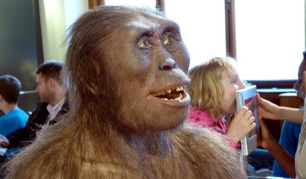 Model of a female Australopithecus afarensis.