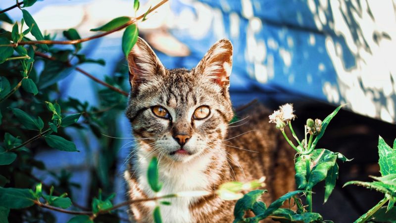 A photo of Lynx kitten in a wild