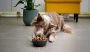 A dog eating food