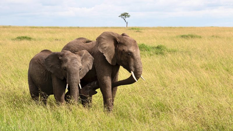 Two elephants in an open field