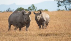 Rhinos standing in an open field