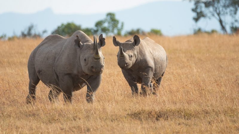 Rhinos standing in an open field