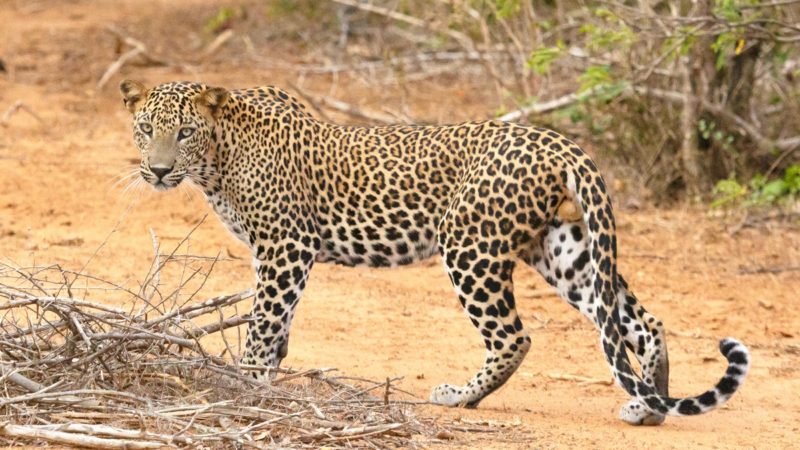 Leopard, Yala National Park, Sri Lanka