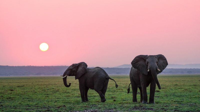 Two elephants in an open field