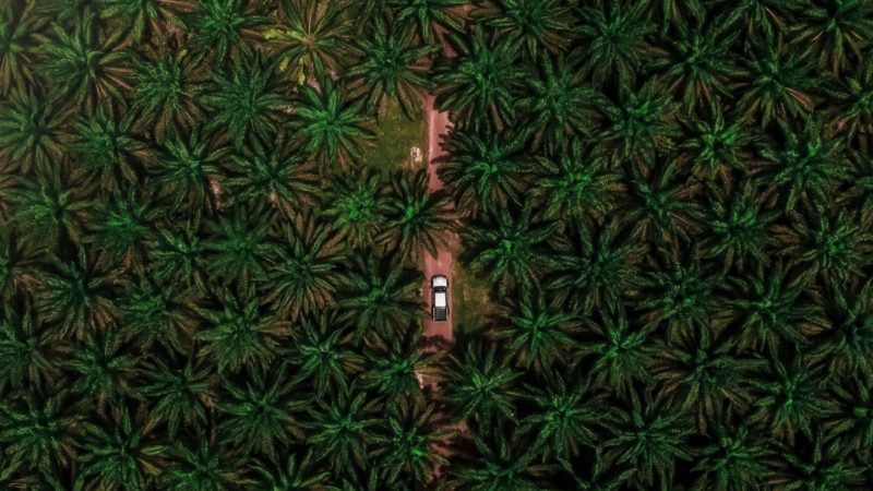 Aerial view of palm oil trees