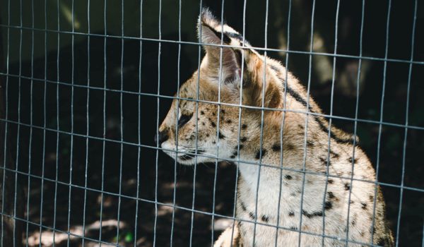Serval in a cage