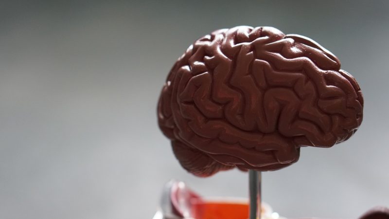 Life-size model of a human brain