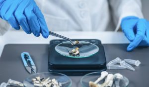Measuring Psilocybin Magic Mushroom Micro Doses in Laboratory for A Scientific Experiment