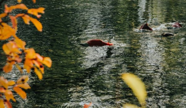 Salmon swimming in river