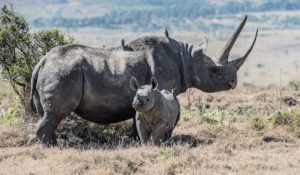 Rhino and calf