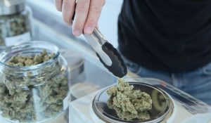 Weighing cannabis flower