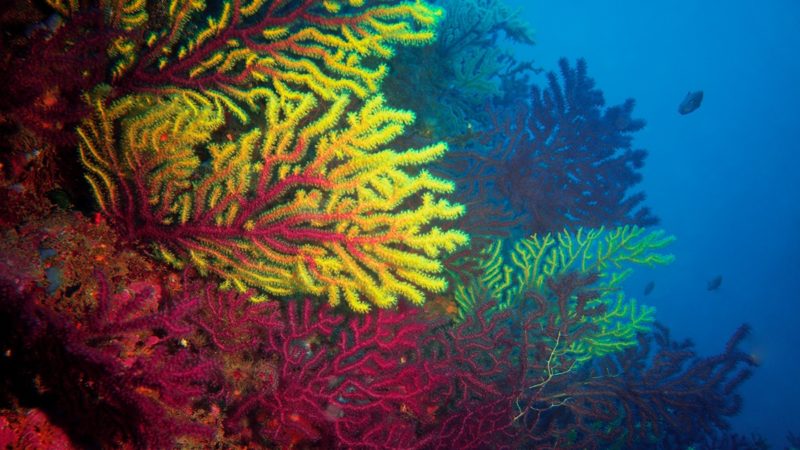 Yellow and red/pink coral