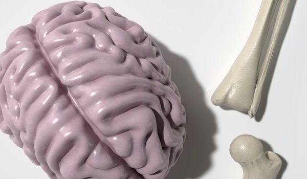 Model brain and bones