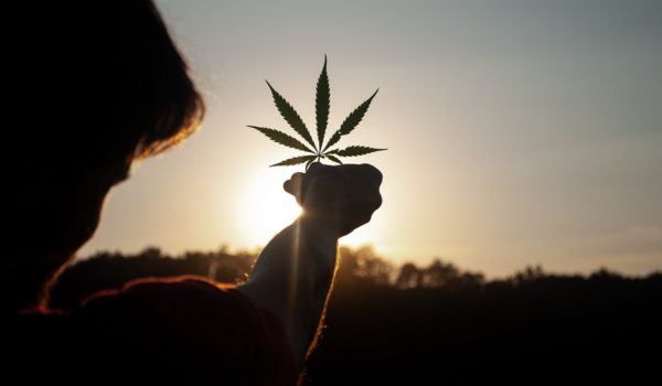 Silhouette of person holding cannabis leaf