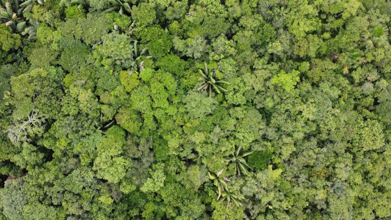 Aerial view of rainforest