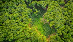 Aerial view of rainforest clearing