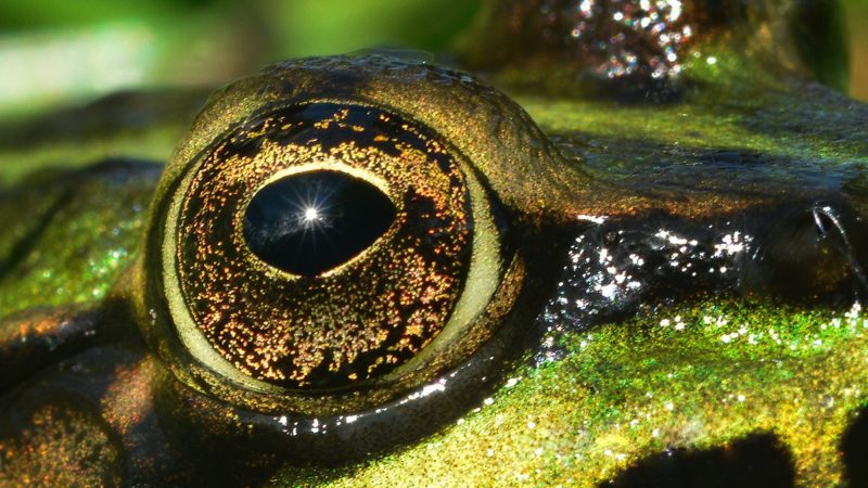 Eye of a reptile of amphibian