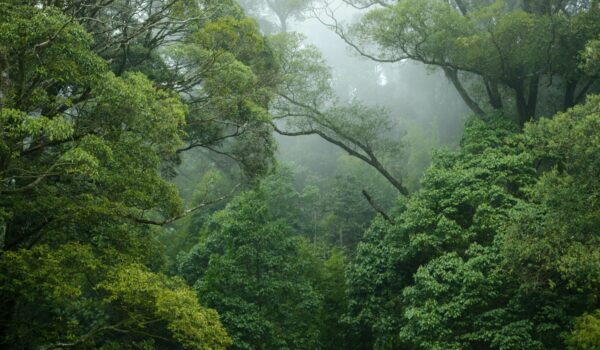 Rainforest scene