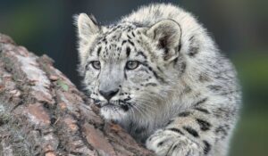 Young snow leopard