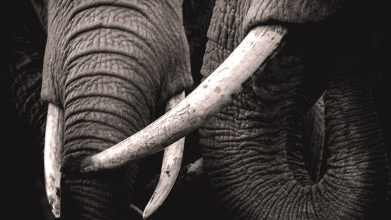 Close-up of elephant tusks