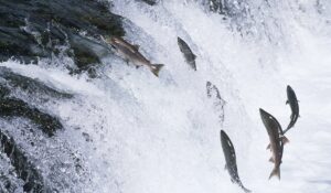 Salmon jumping upstream