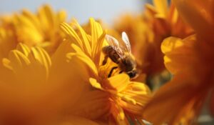 Bee on yellow flowers