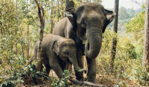 Asian elephant and baby