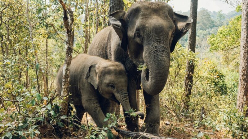 Asian elephant and baby