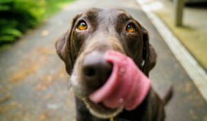 Dog licking its snout